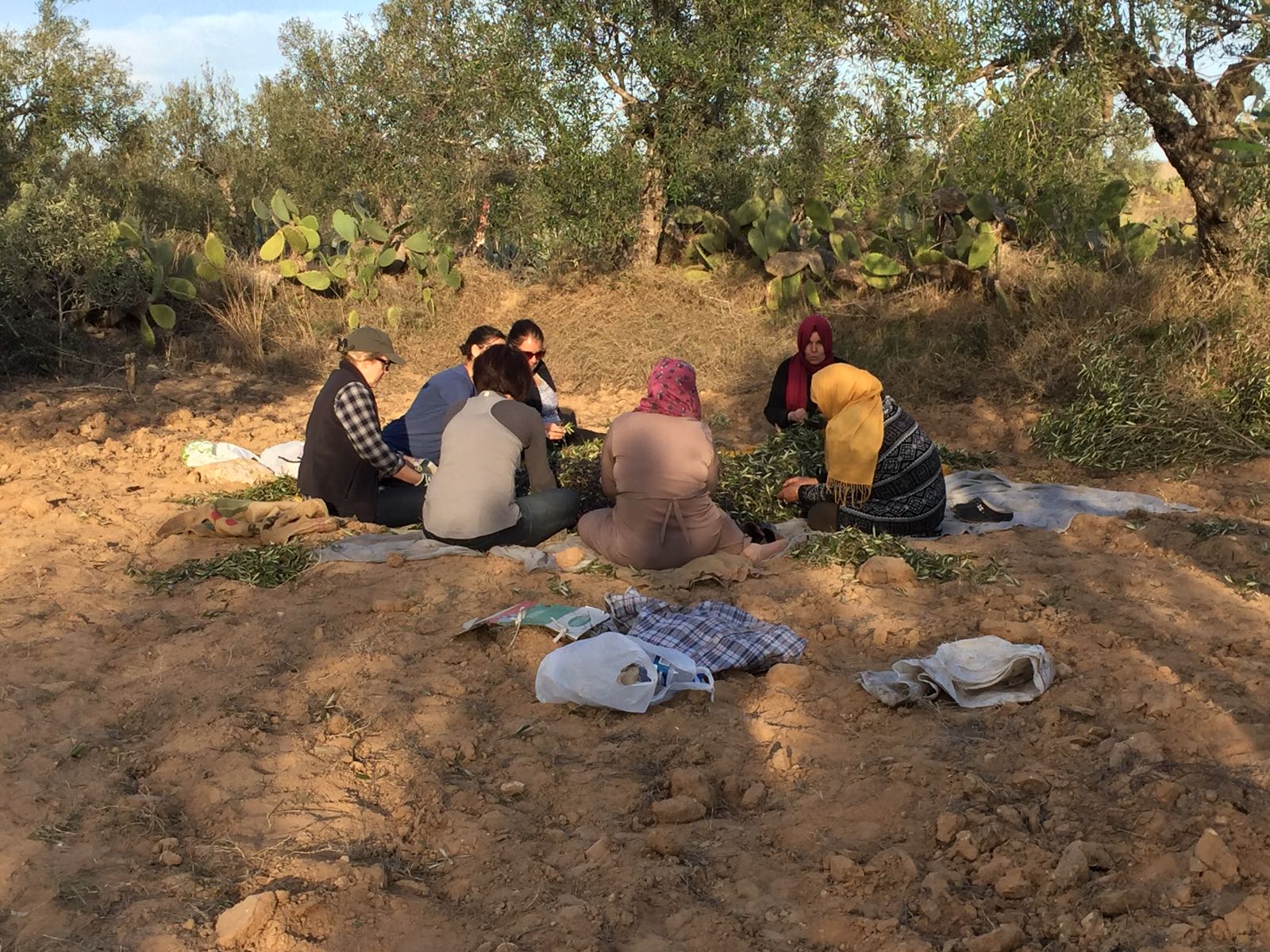A group of women in headscarves and traditional dress sitting on the ground under olive trees, sorting harvested olives into baskets — ancestral labor behind handcrafted gifts.