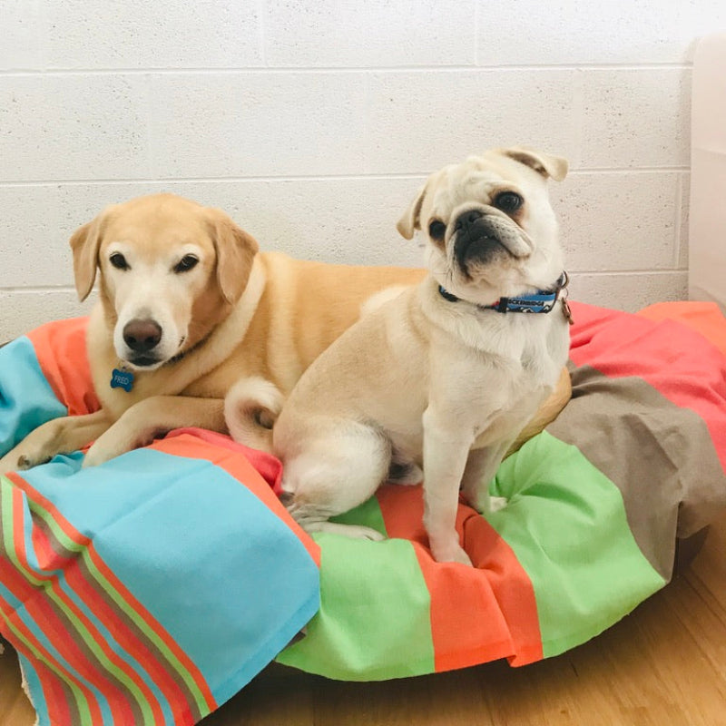 Two puppies sitting comfortably on a brightly colored fouta towel, highlighting the softness of our woven cotton towels.